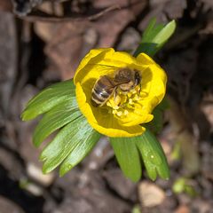 Noch ein fleißiges Bienchen