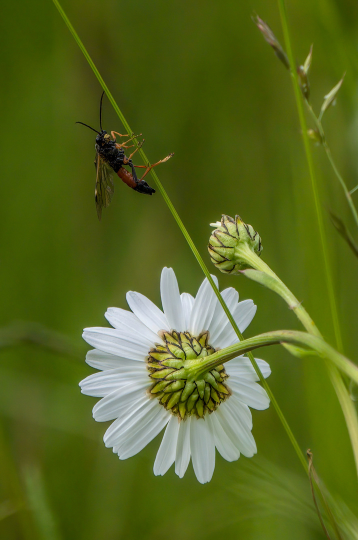 "NOCH EIN FLIEGENDER KRABBBLER"