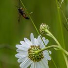 "NOCH EIN FLIEGENDER KRABBBLER"