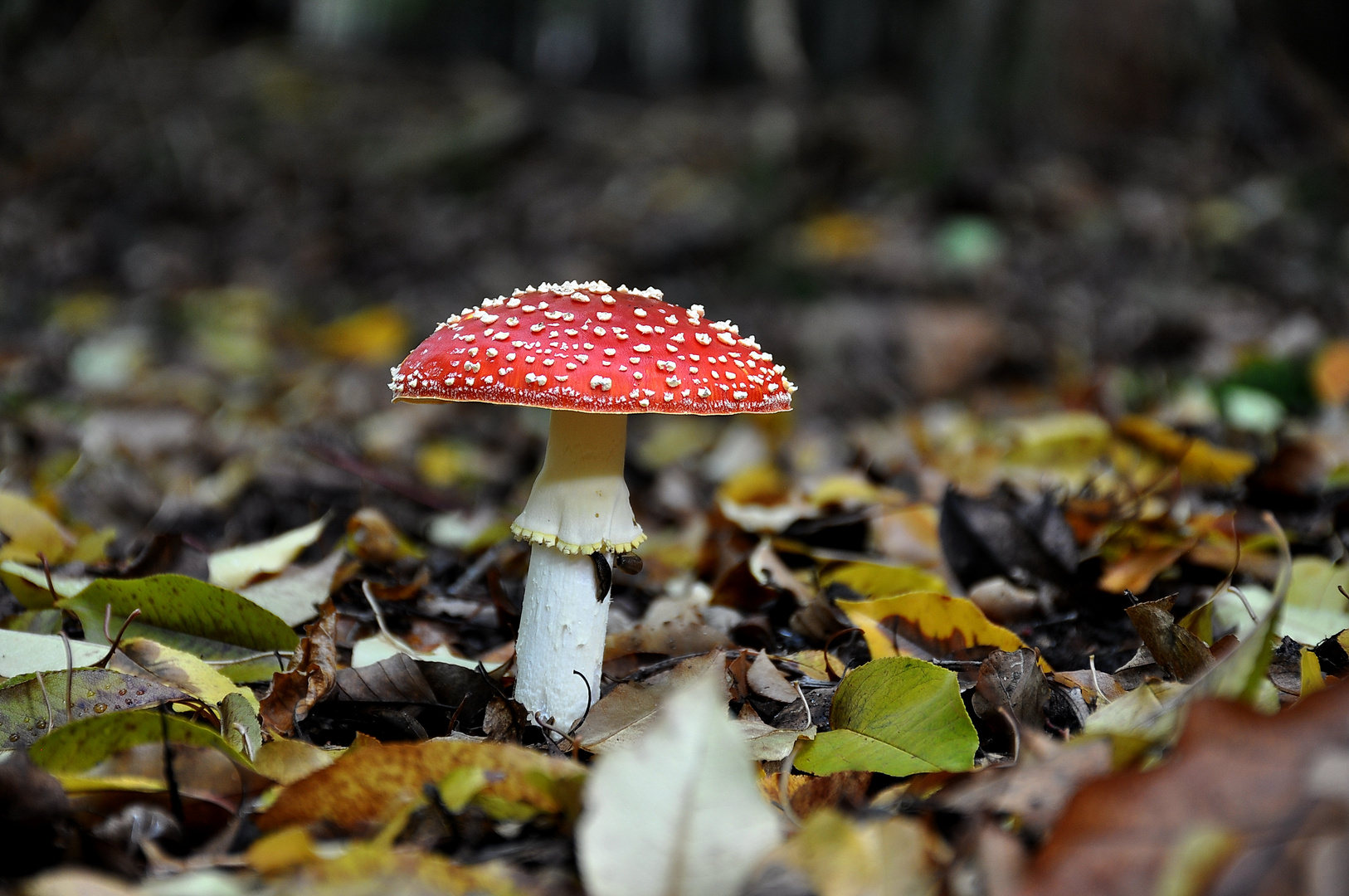 noch ein Fliegenpilz