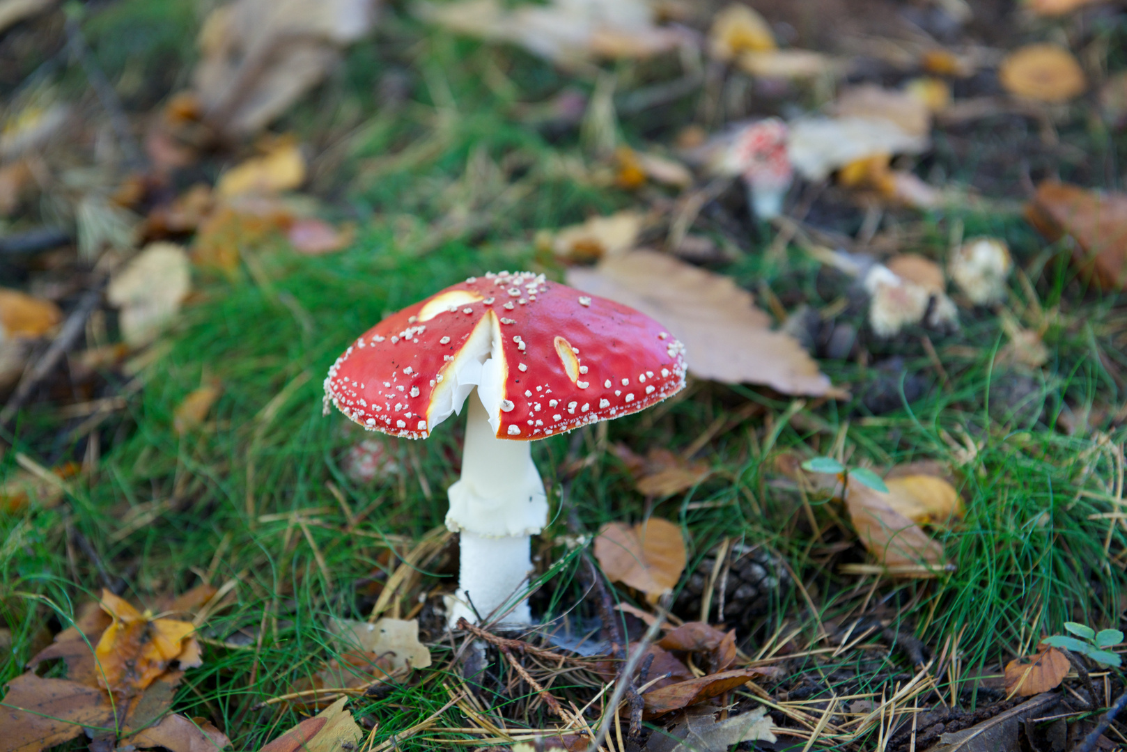 noch ein Fliegenpilz