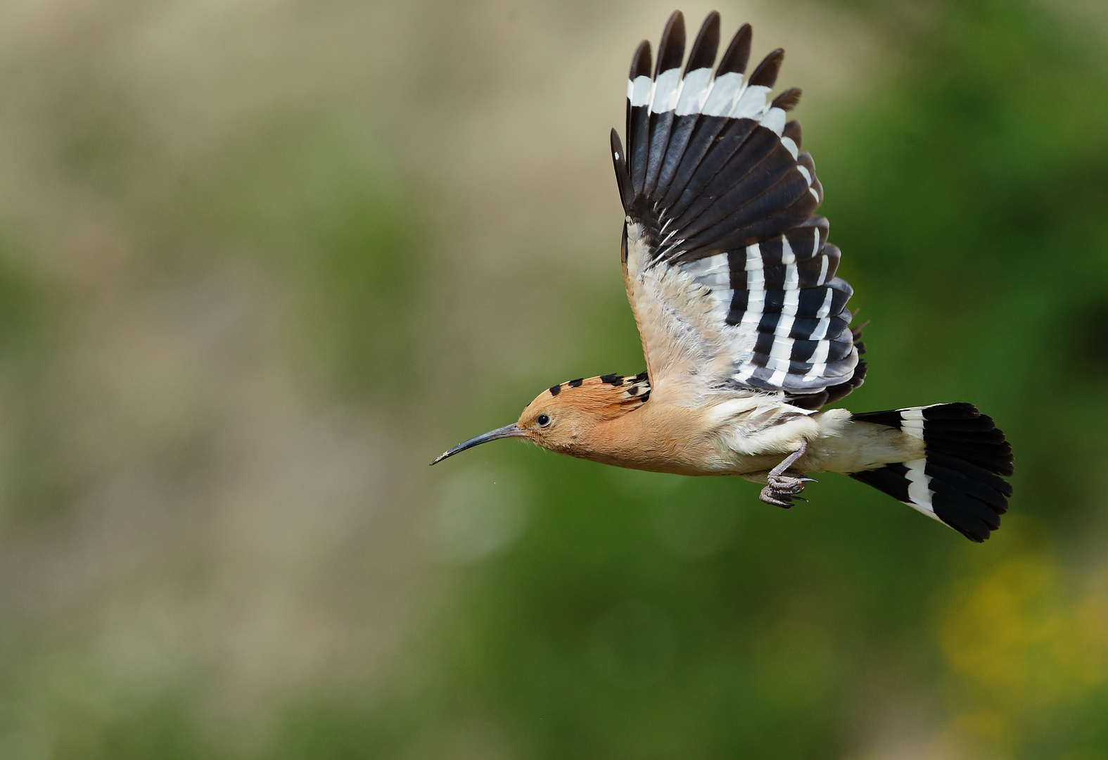 Noch  ein Flieger