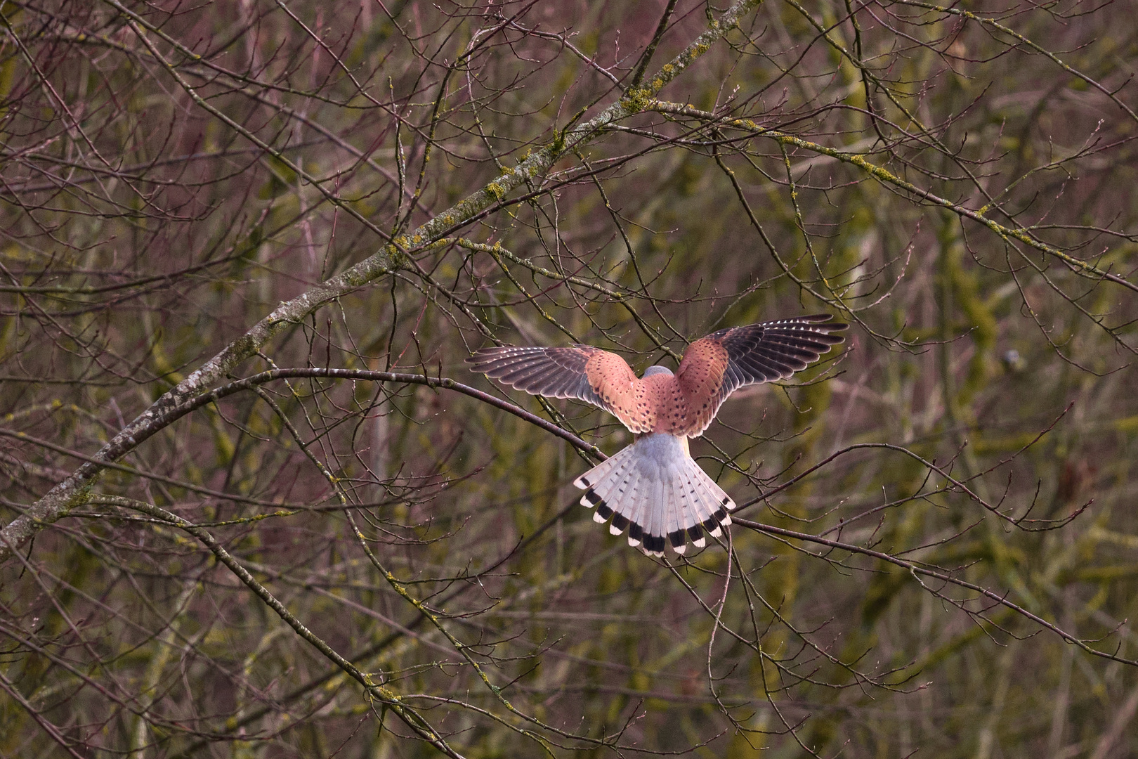 noch ein Flügelschlag Falke, dann ist die Aussicht erreicht ...