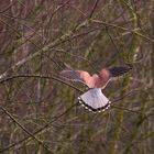 noch ein Flügelschlag Falke, dann ist die Aussicht erreicht ...