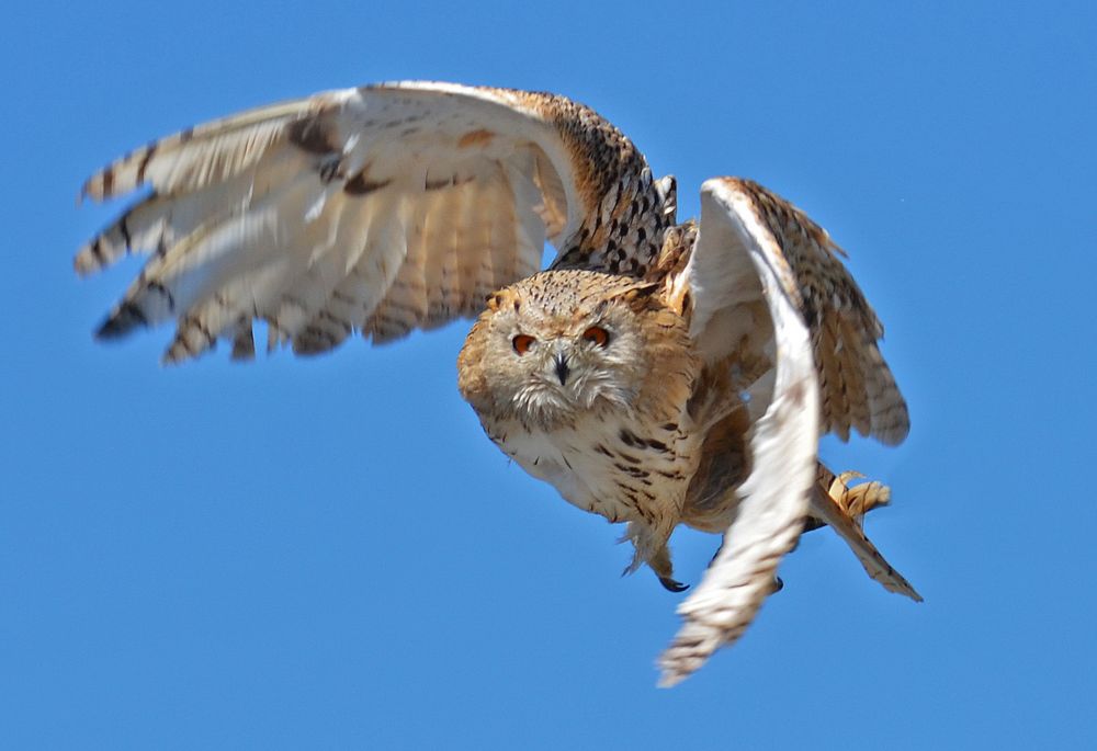 Noch ein Foto gefällig? Sibirischer Uhu