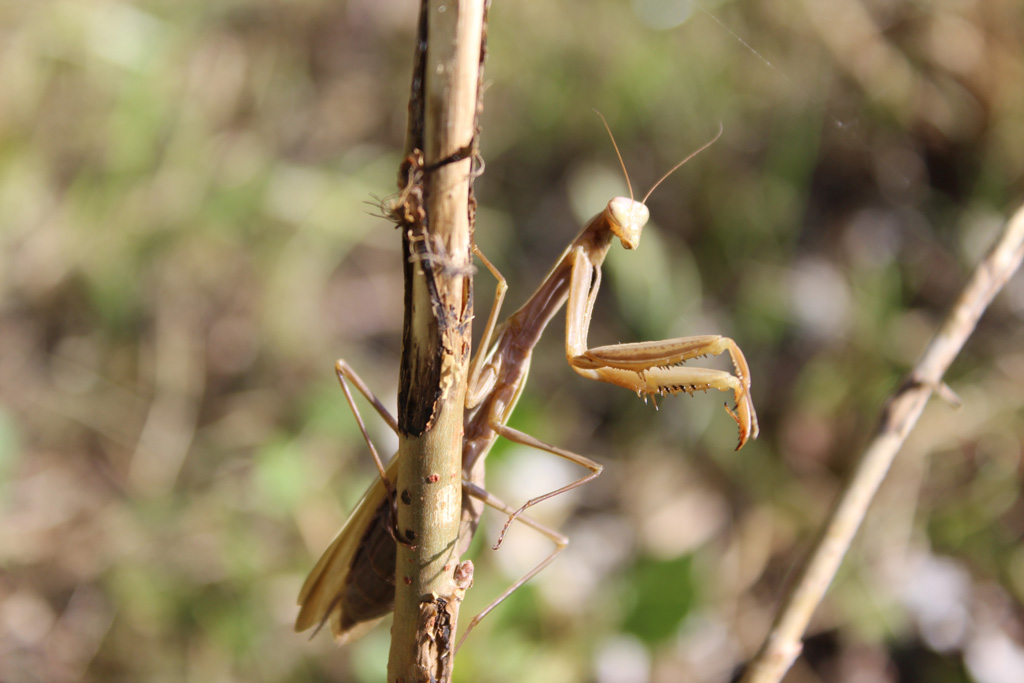  Noch ein Foto von der Mantis religiosa- europäische Gottesanbeterin 