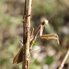  Noch ein Foto von der Mantis religiosa- europäische Gottesanbeterin 