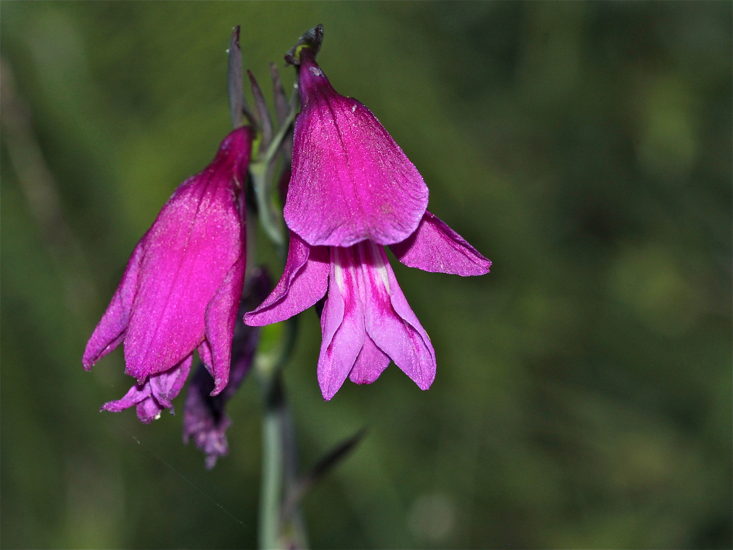 Noch ein Foto von der Sumpfschwertlilie (Gladiolus palustris), ehe sie alle verblüht sind.