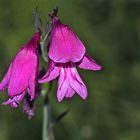 Noch ein Foto von der Sumpfschwertlilie (Gladiolus palustris), ehe sie alle verblüht sind.