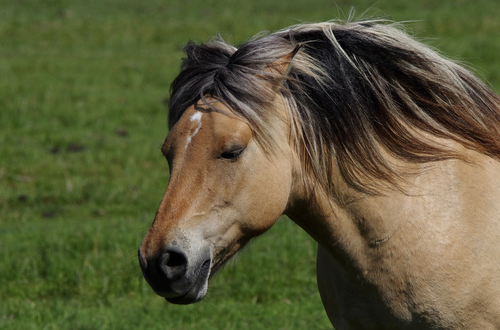 ..noch ein Friesenpferd