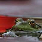 noch ein Frosch