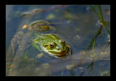 ++ noch ein frosch ++