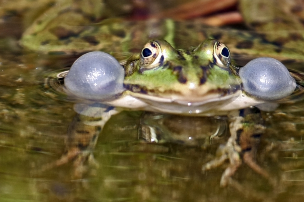 noch ein Frosch....