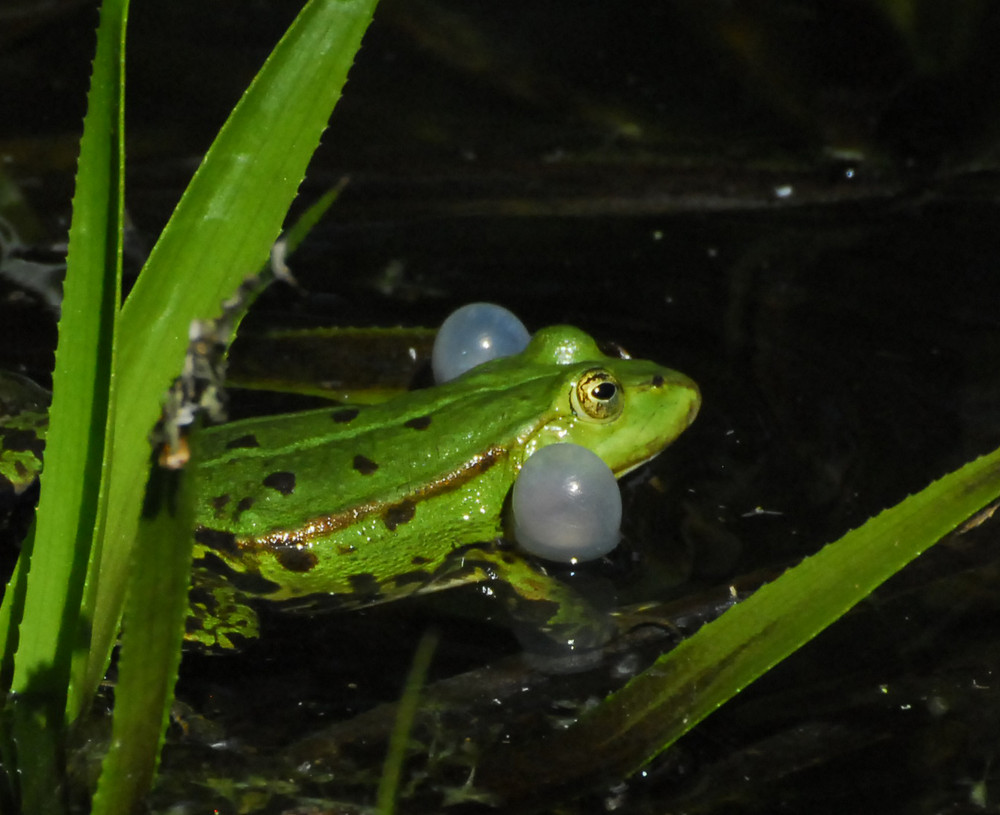 noch ein frosch