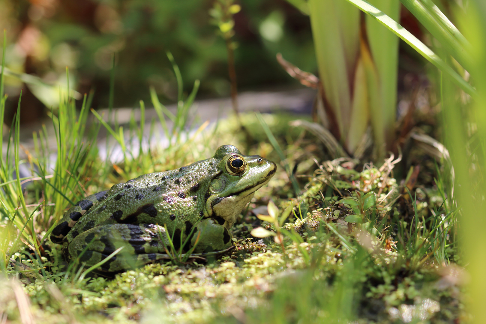 noch ein Frosch