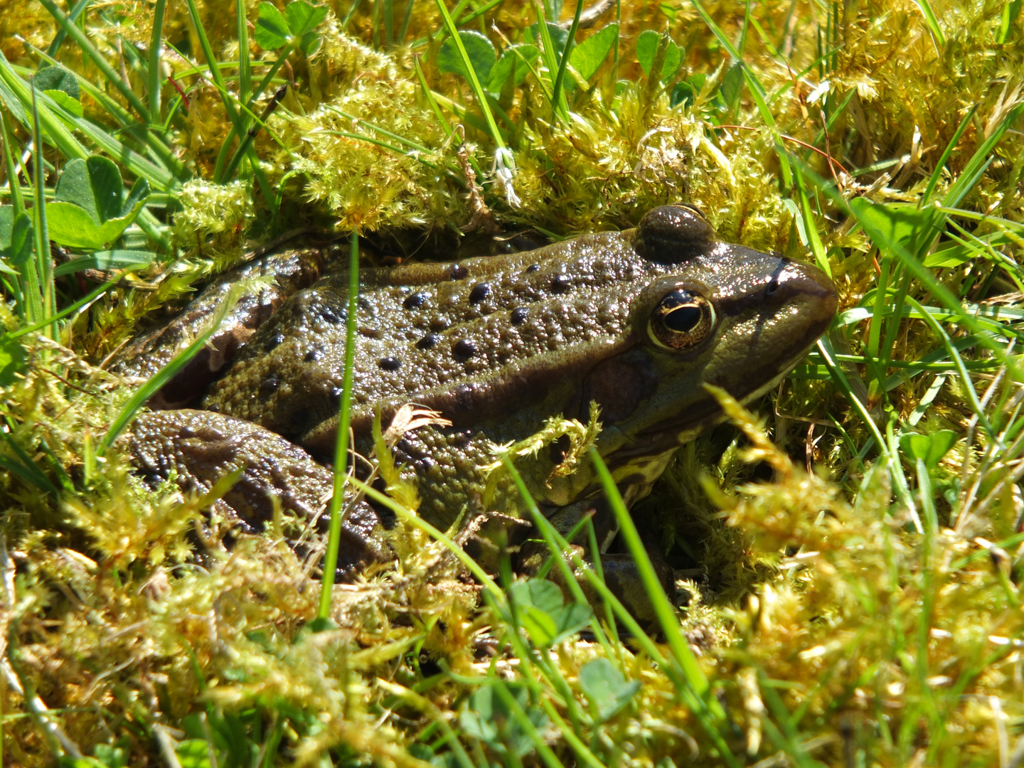 ..noch ein Frosch