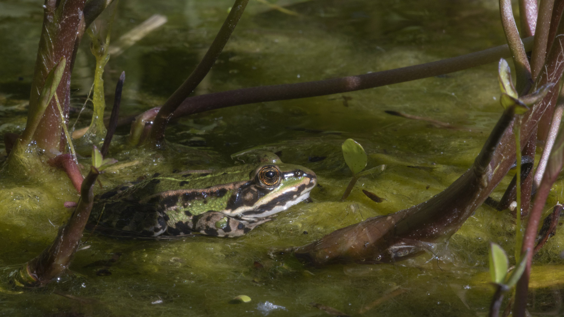 Noch ein Frosch (f/45)