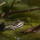 Noch ein Frosch (f/45)