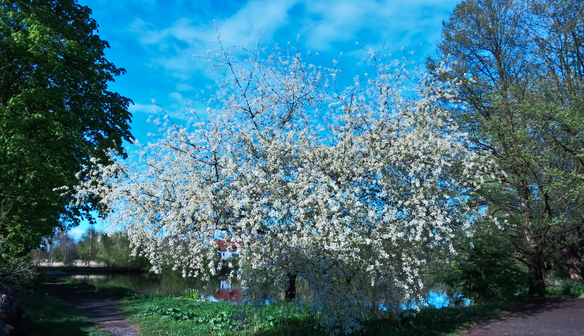 noch ein Frühlingsbild...