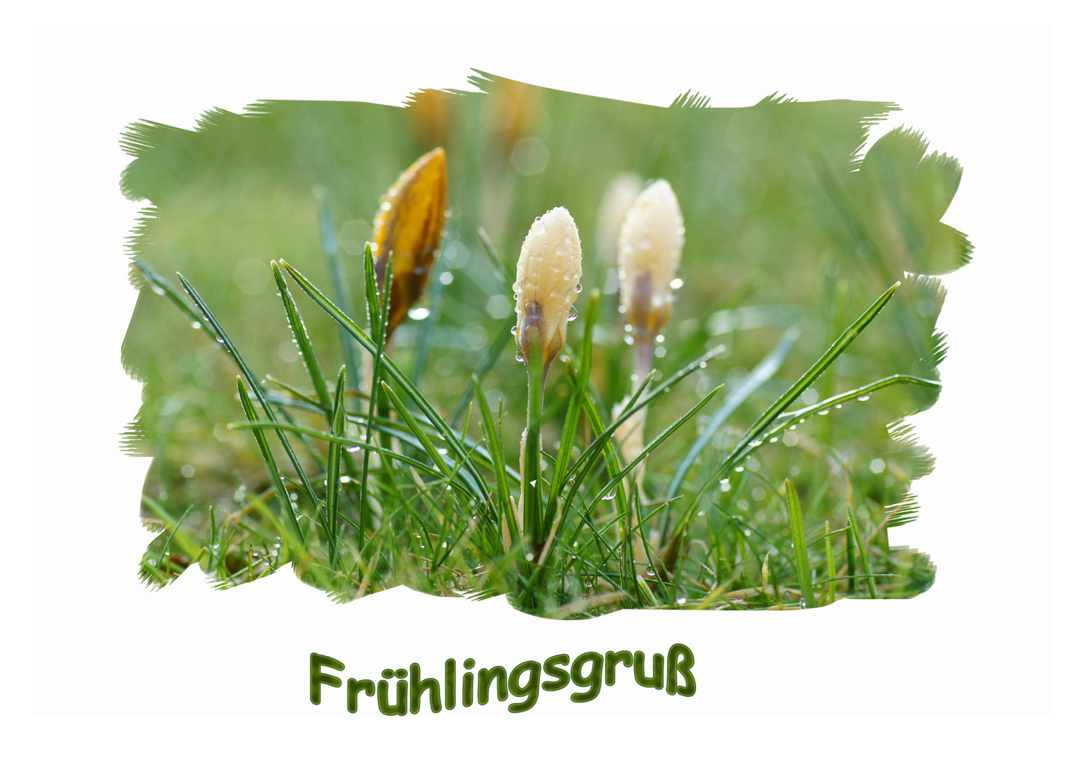 Noch ein Frühlingsgruß