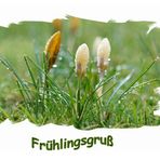 Noch ein Frühlingsgruß