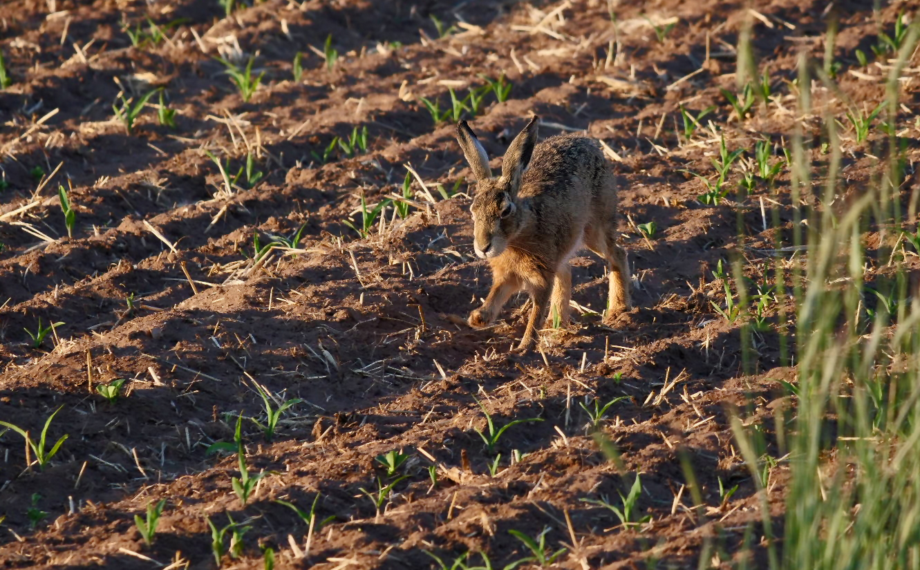 "NOCH EIN FRÜHMORGENS-HASE"