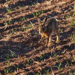 "NOCH EIN FRÜHMORGENS-HASE"