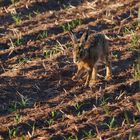 "NOCH EIN FRÜHMORGENS-HASE"