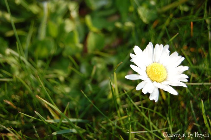 Noch ein Gänseblümchen