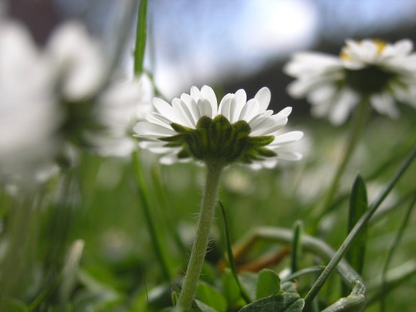 noch ein Gänseblümchen