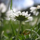 noch ein Gänseblümchen