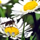 Noch ein Gänseblümchen mit Fliege