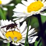 Noch ein Gänseblümchen mit Fliege