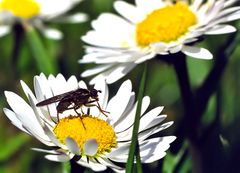 Noch ein Gänseblümchen mit Fliege