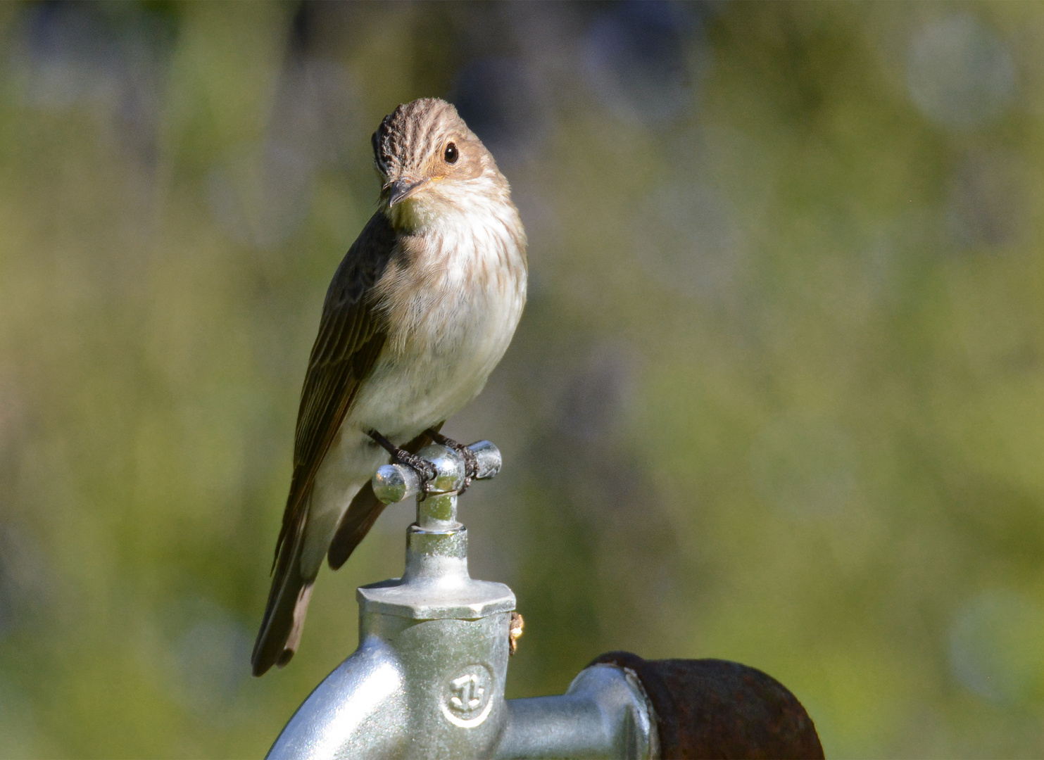 Noch Ein Gartenvogel Foto Bild Tiere Wildlife Wild Lebende Vogel Bilder Auf Fotocommunity
