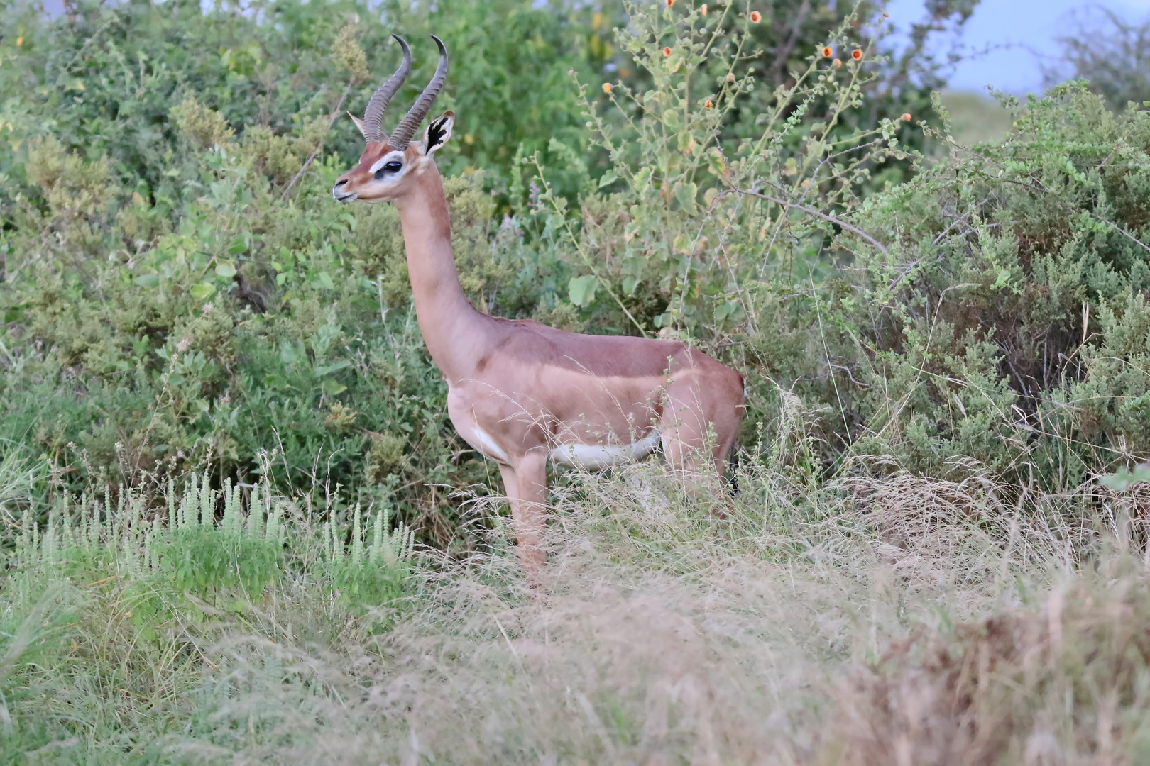 noch ein Gerenuk-Bock 