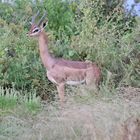 noch ein Gerenuk-Bock 