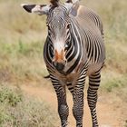 noch ein Grevy´s Zebra 
