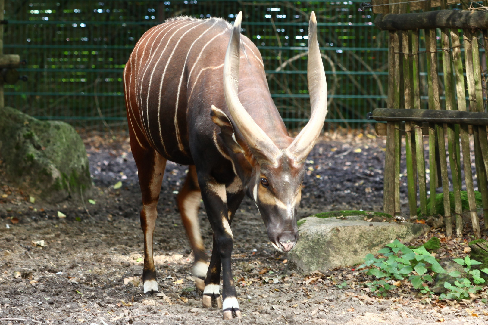 noch ein großer Boss aus Afrika