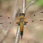 Noch ein großer Moor-Flieger…