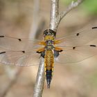 Noch ein großer Moor-Flieger…