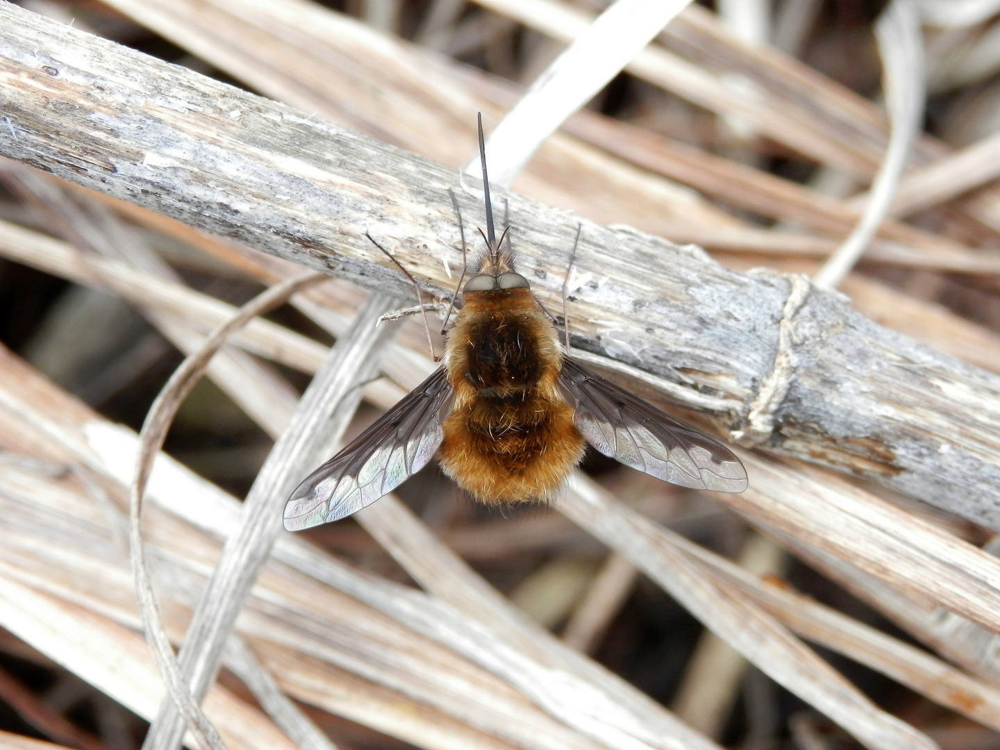 Noch ein Großer Wollschweber (Bombylius major)