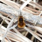 Noch ein Großer Wollschweber (Bombylius major)