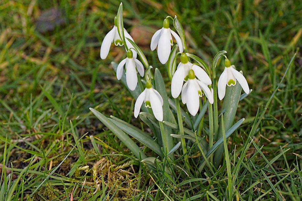 Noch ein Grüppchen der Frühblüher!