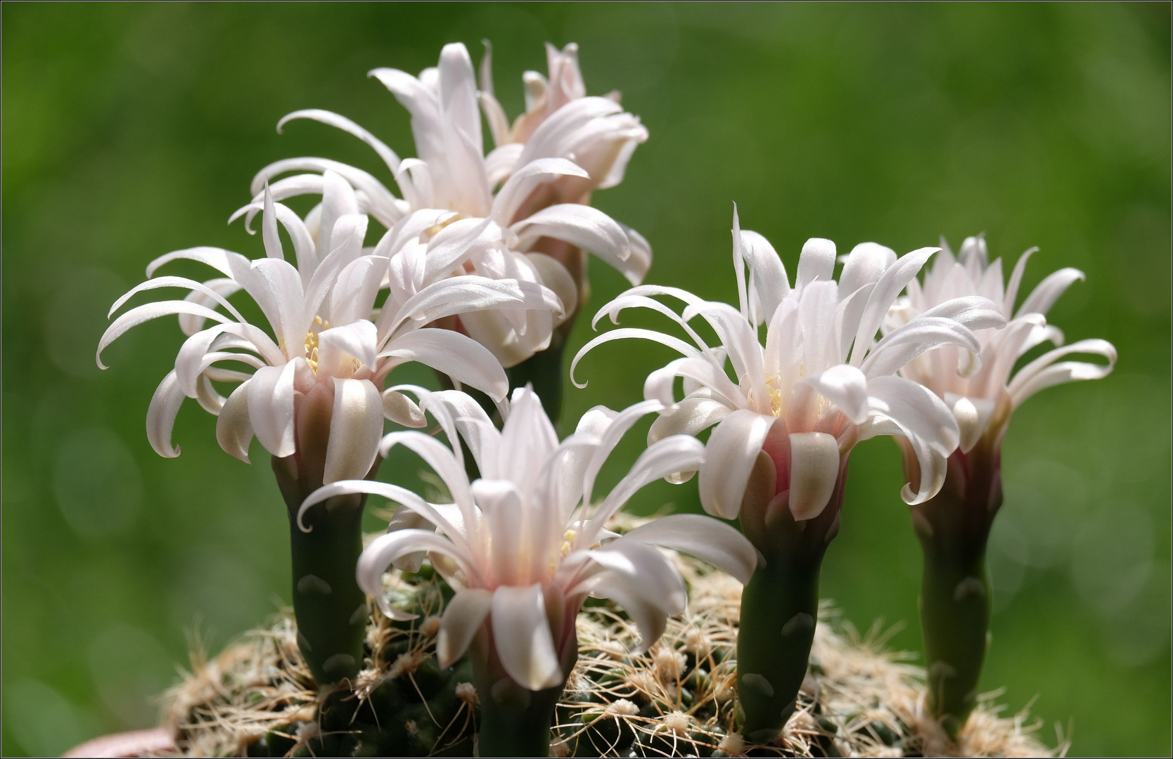 ..noch ein Gymnocalycium 