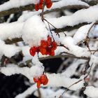 Noch ein Häubchen aus Schnee