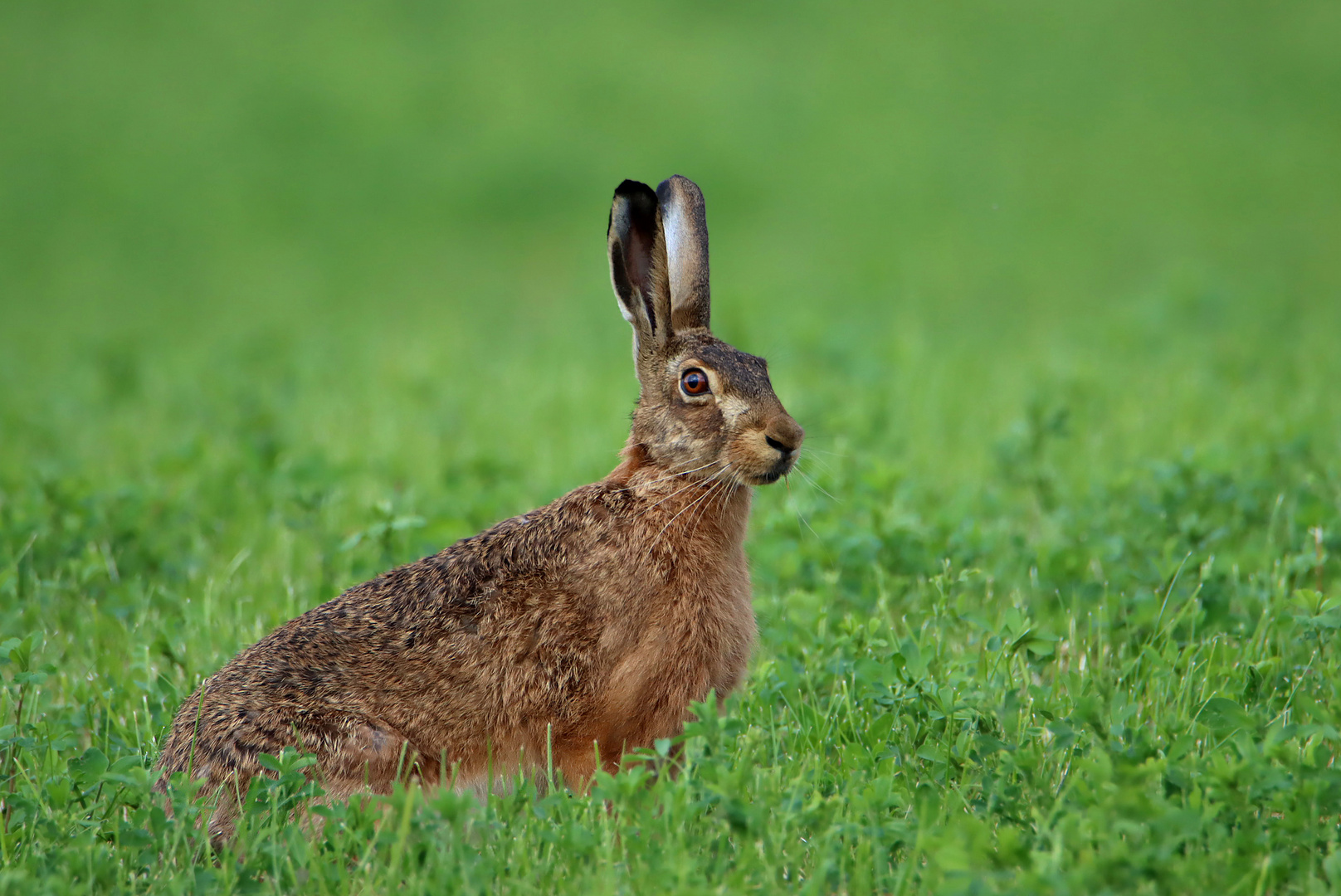 Noch ein Hase