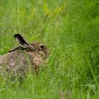 Noch ein Hase im Grünen.