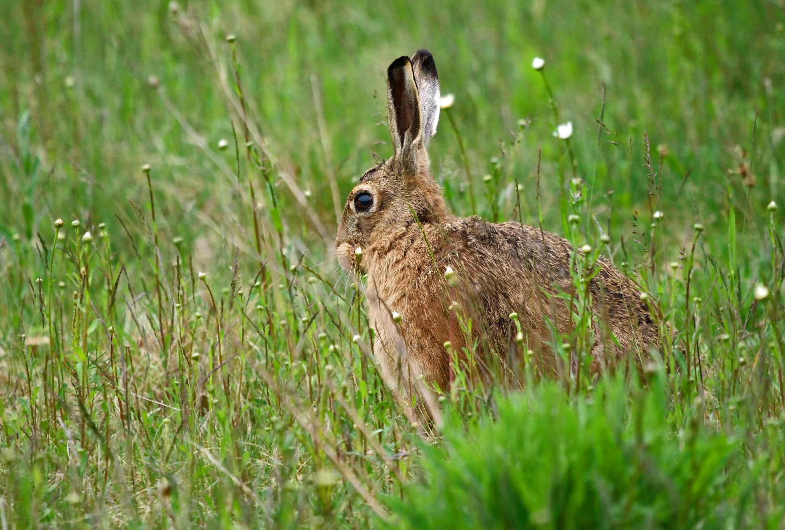 "NOCH EIN HASI"