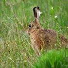 "NOCH EIN HASI"